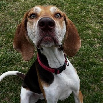 Enlarge Sarge, a Adoptable mixed breed in Sparta, NJ image 5/6