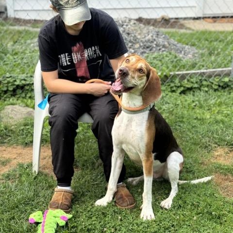 Enlarge Sarge, a Adoptable mixed breed in Sparta, NJ image 3/6