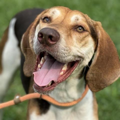 Enlarge Sarge, a Adoptable mixed breed in Sparta, NJ image 4/6