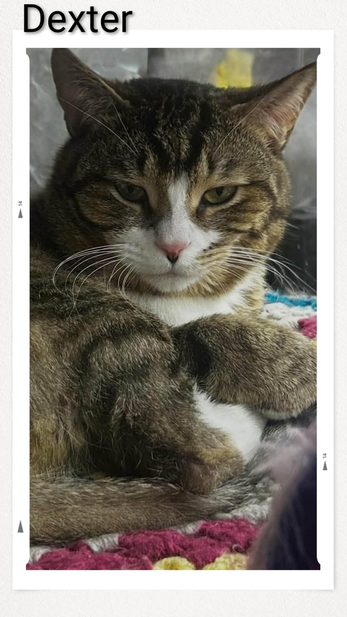 Enlarge Dexter, a Adoptable Domestic Short Hair in Caistor Centre, ON image 1/1