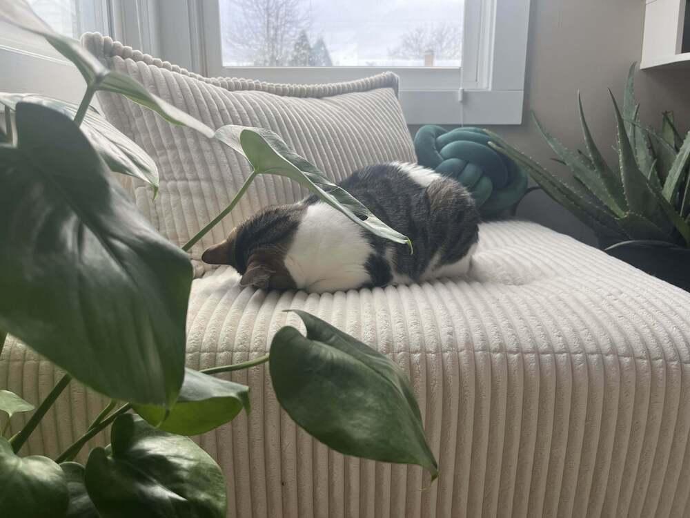 Enlarge Tempest, a Adoptable mixed breed in Grand Rapids, MI image 1/6