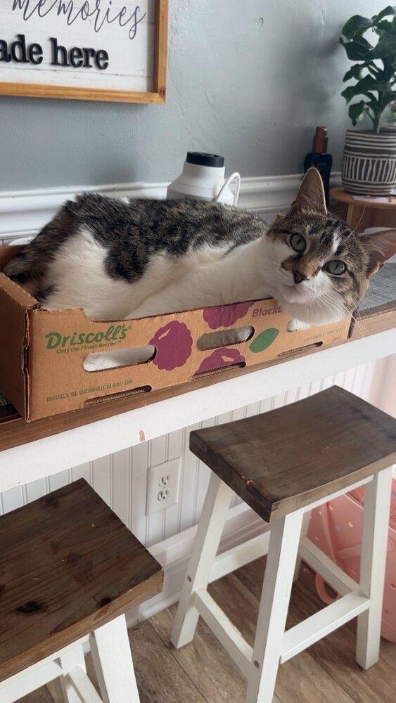 Enlarge Tempest, a Adoptable mixed breed in Grand Rapids, MI image 4/6