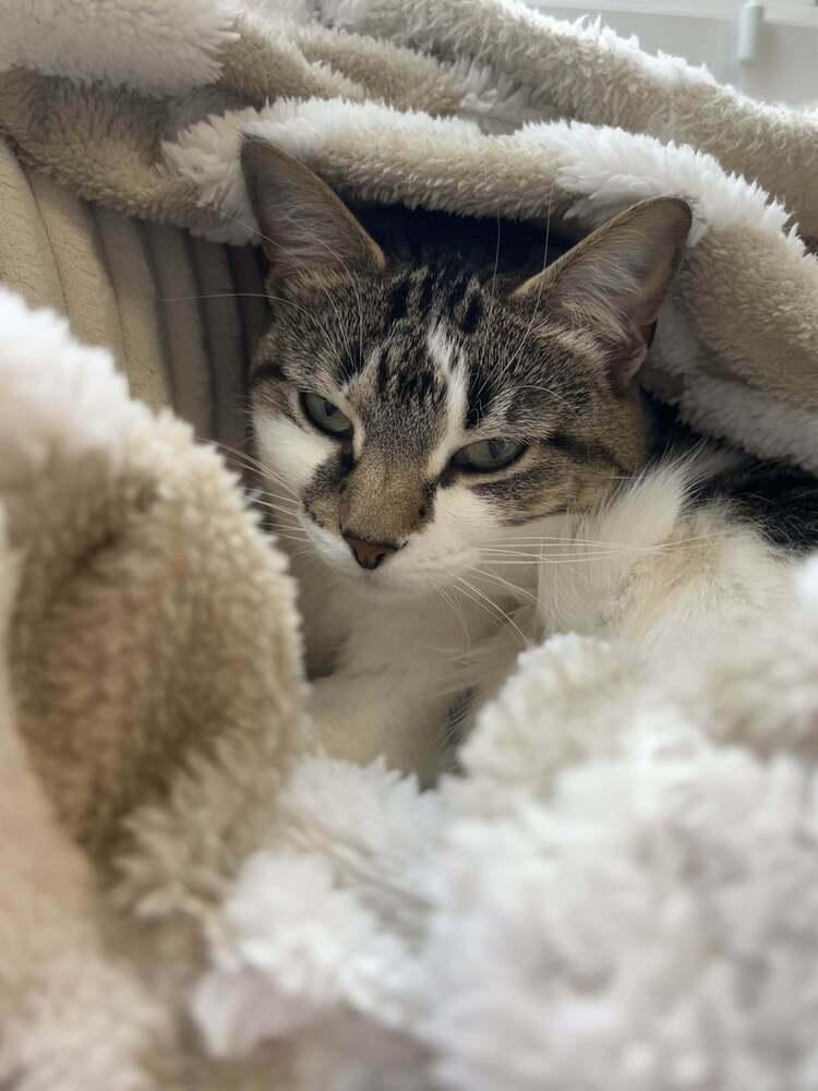 Enlarge Tempest, a Adoptable mixed breed in Grand Rapids, MI image 5/6