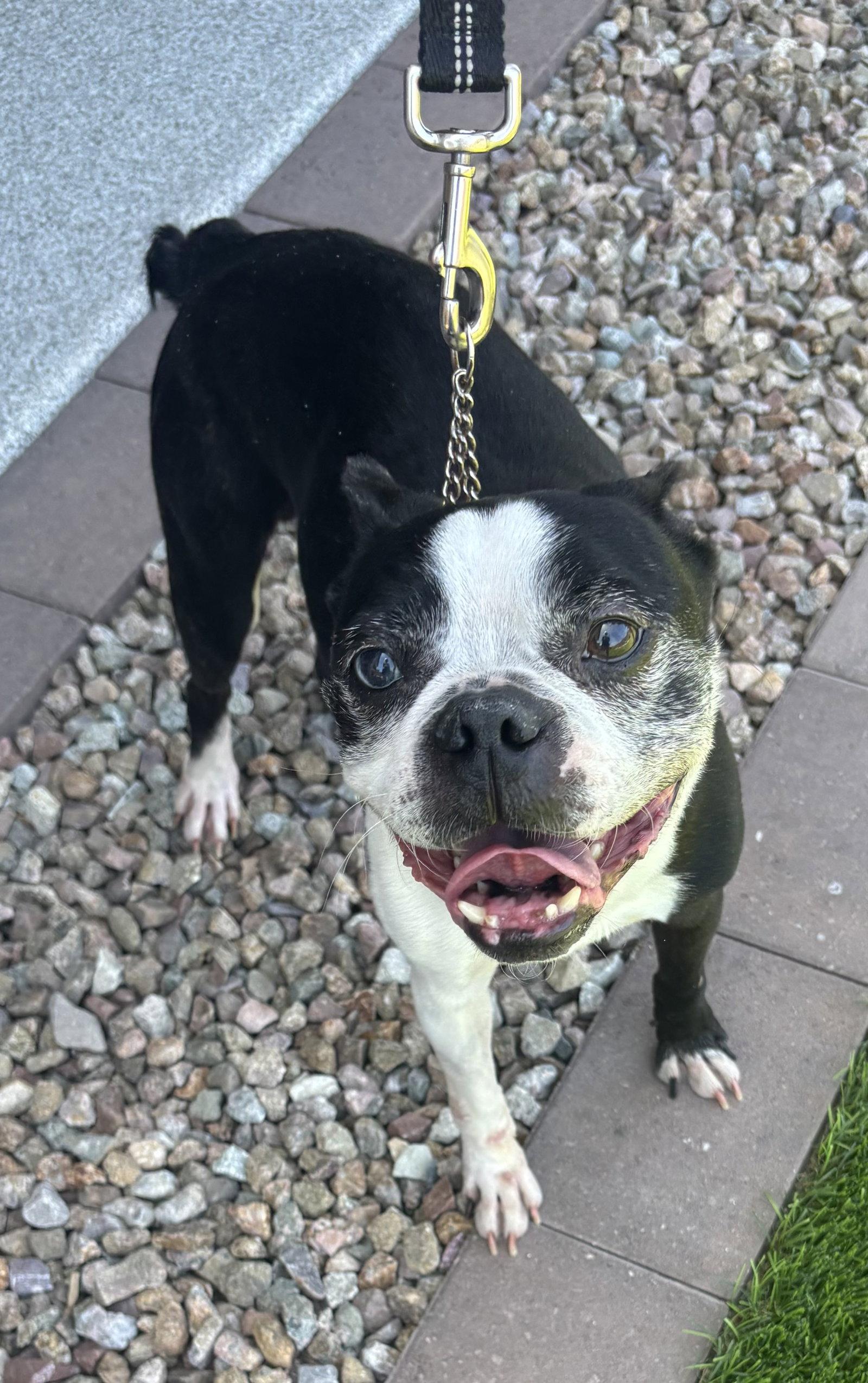 Taz, Adoptable, Senior Male Boston Terrier.