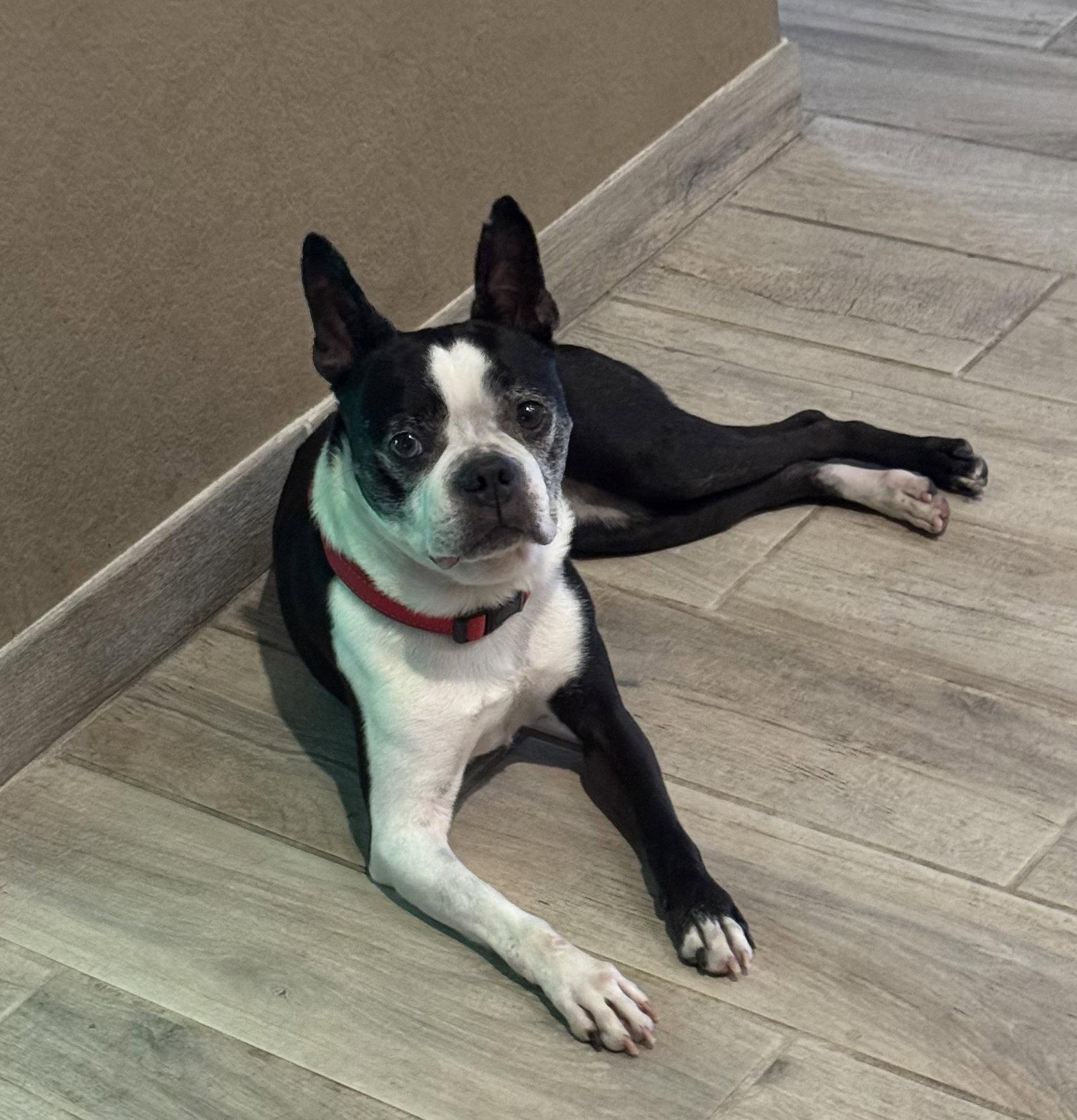 Enlarge Taz, a Adoptable Boston Terrier in Scottsdale, AZ image 2/3