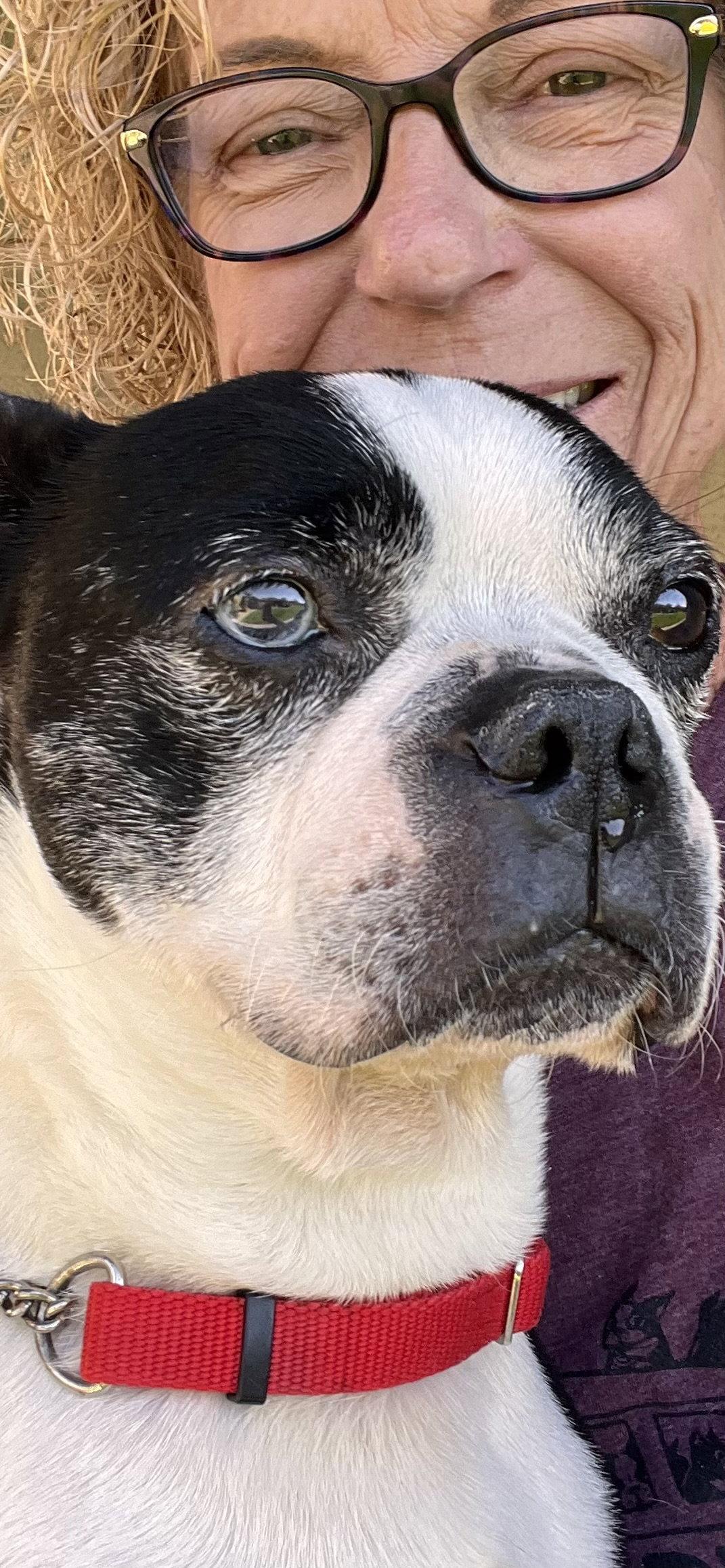 Enlarge Taz, a Adoptable Boston Terrier in Scottsdale, AZ image 3/3