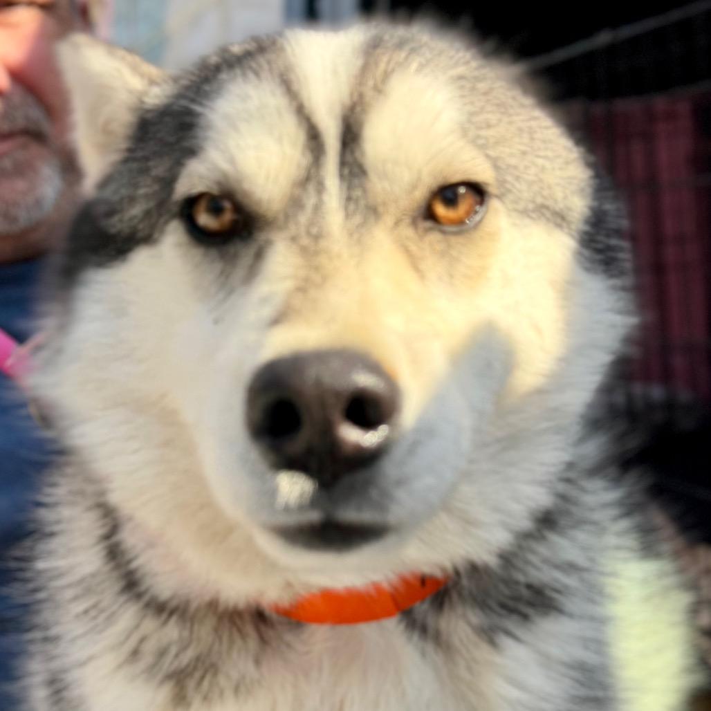 Roof (MR26-324), a Adoptable mixed breed in Peyton, CO image 2/5