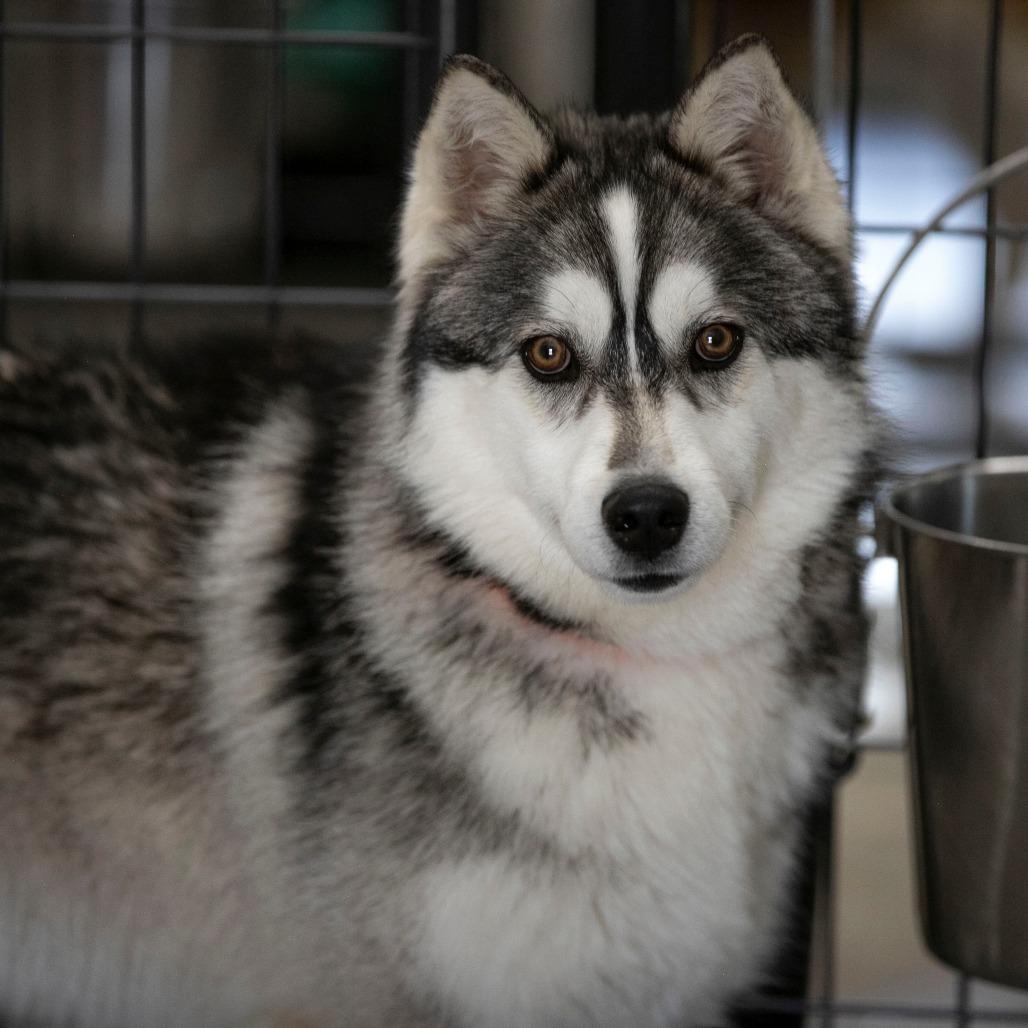 Roof (MR26-324), a Adoptable mixed breed in Peyton, CO image 5/5