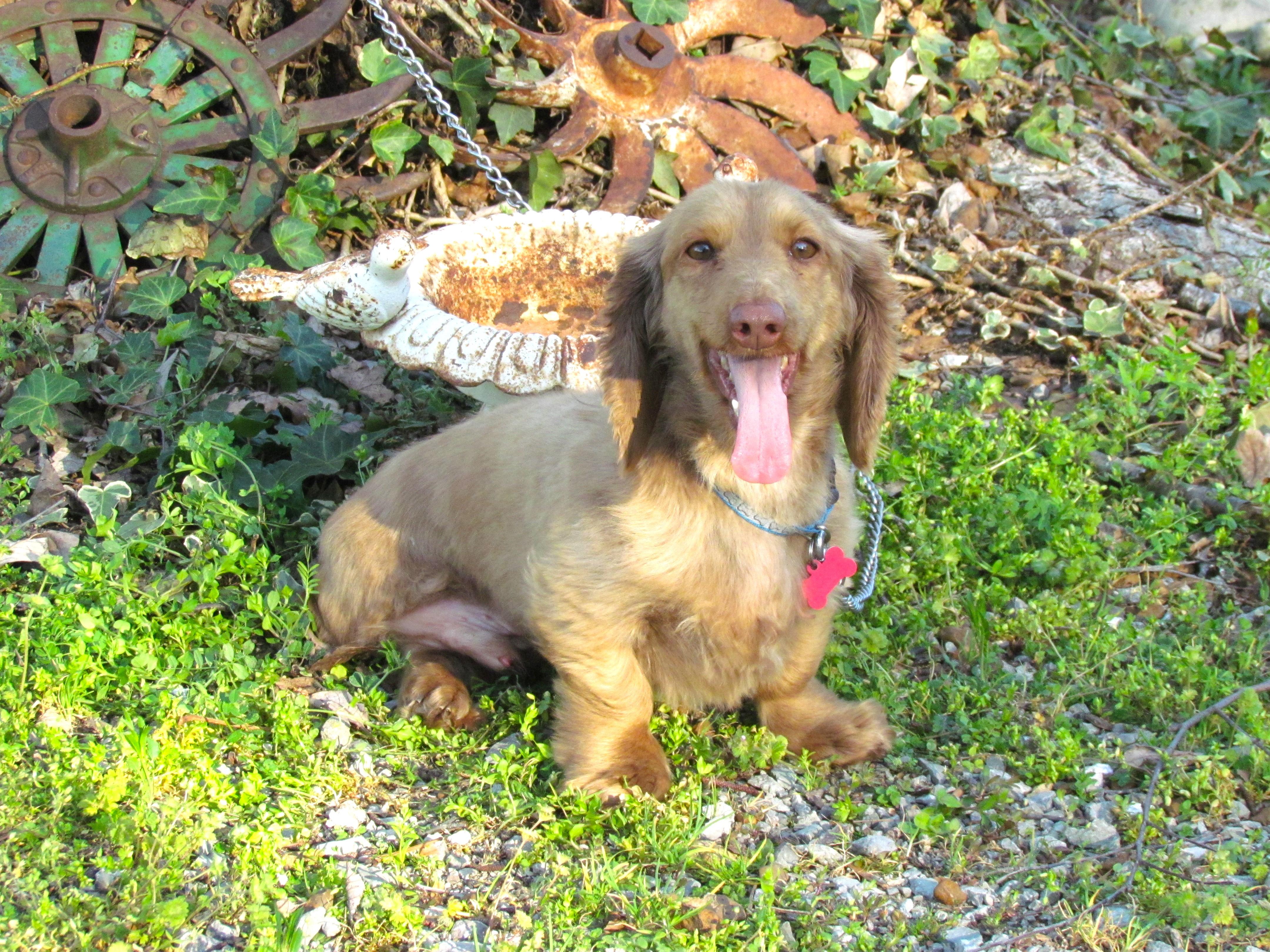 Enlarge FREDDIE, an adopted Dachshund (Long Haired) in Humboldt, TN image 5/6