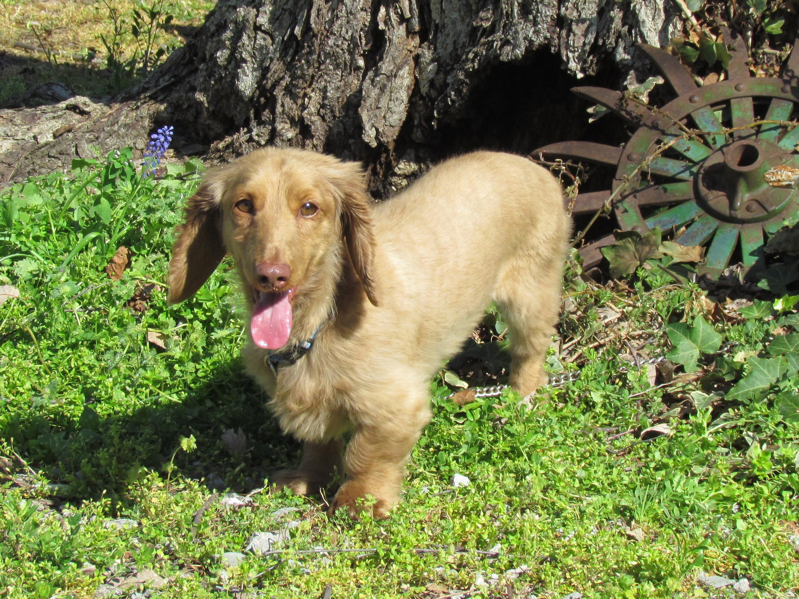 Enlarge FREDDIE, an adopted Dachshund (Long Haired) in Humboldt, TN image 1/6