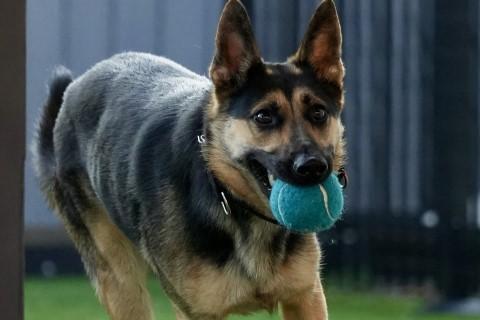 Enlarge Narvana, a Adoptable mixed breed in Chicago, IL image 1/6