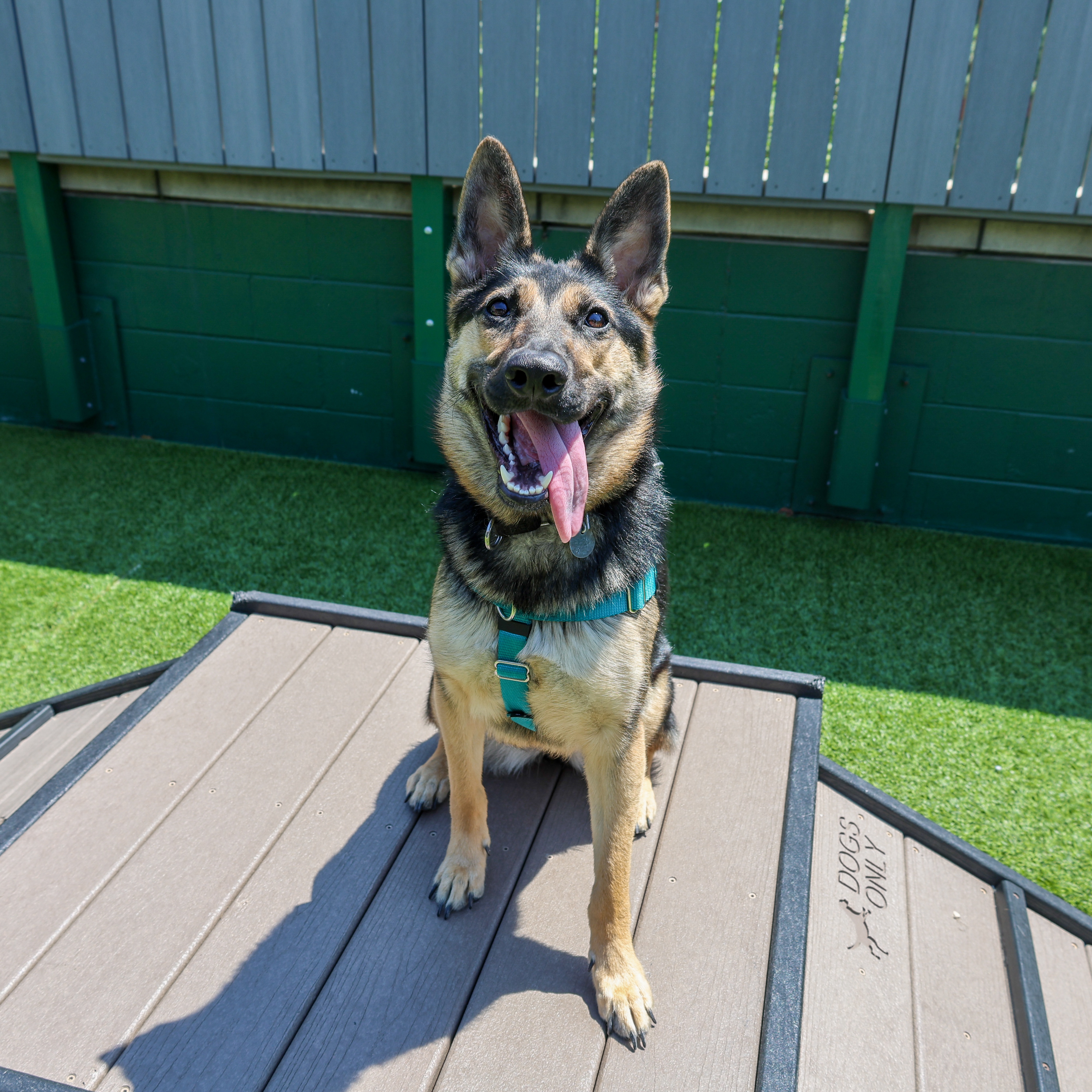 Enlarge Narvana, a Adoptable mixed breed in Chicago, IL image 2/6