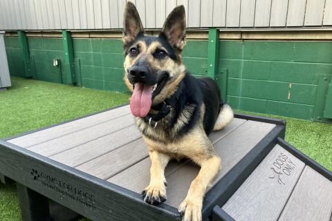 Enlarge Narvana, a Adoptable mixed breed in Chicago, IL image 5/6