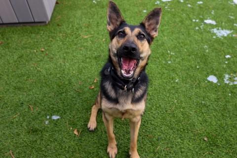 Enlarge Narvana, a Adoptable mixed breed in Chicago, IL image 3/6