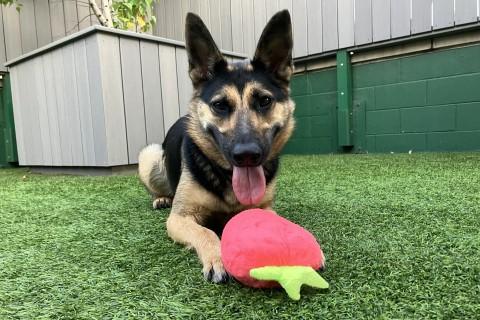 Enlarge Narvana, a Adoptable mixed breed in Chicago, IL image 4/6