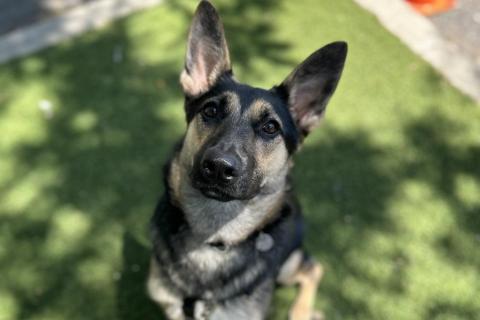 Enlarge Narvana, a Adoptable mixed breed in Chicago, IL image 6/6