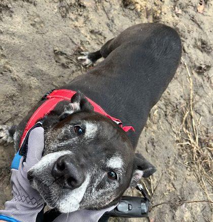 Henry, Adoptable, Senior Male Mixed Breed & Mixed Breed.