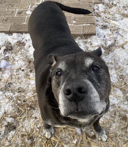Enlarge Henry, a Adoptable mixed breed in Hobart, IN image 1/3