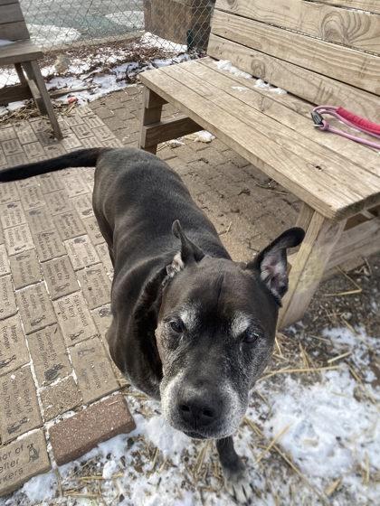 Enlarge Henry, a Adoptable mixed breed in Hobart, IN image 2/3