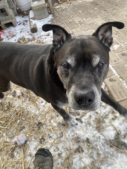 Enlarge Henry, a Adoptable mixed breed in Hobart, IN image 3/3
