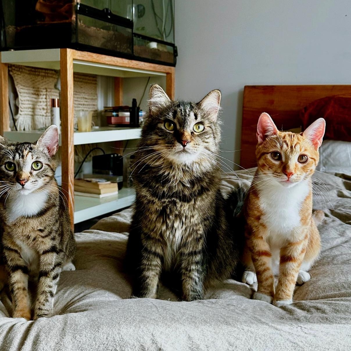 Kevin (Downpour), adopted, Young Male Domestic Short Hair.