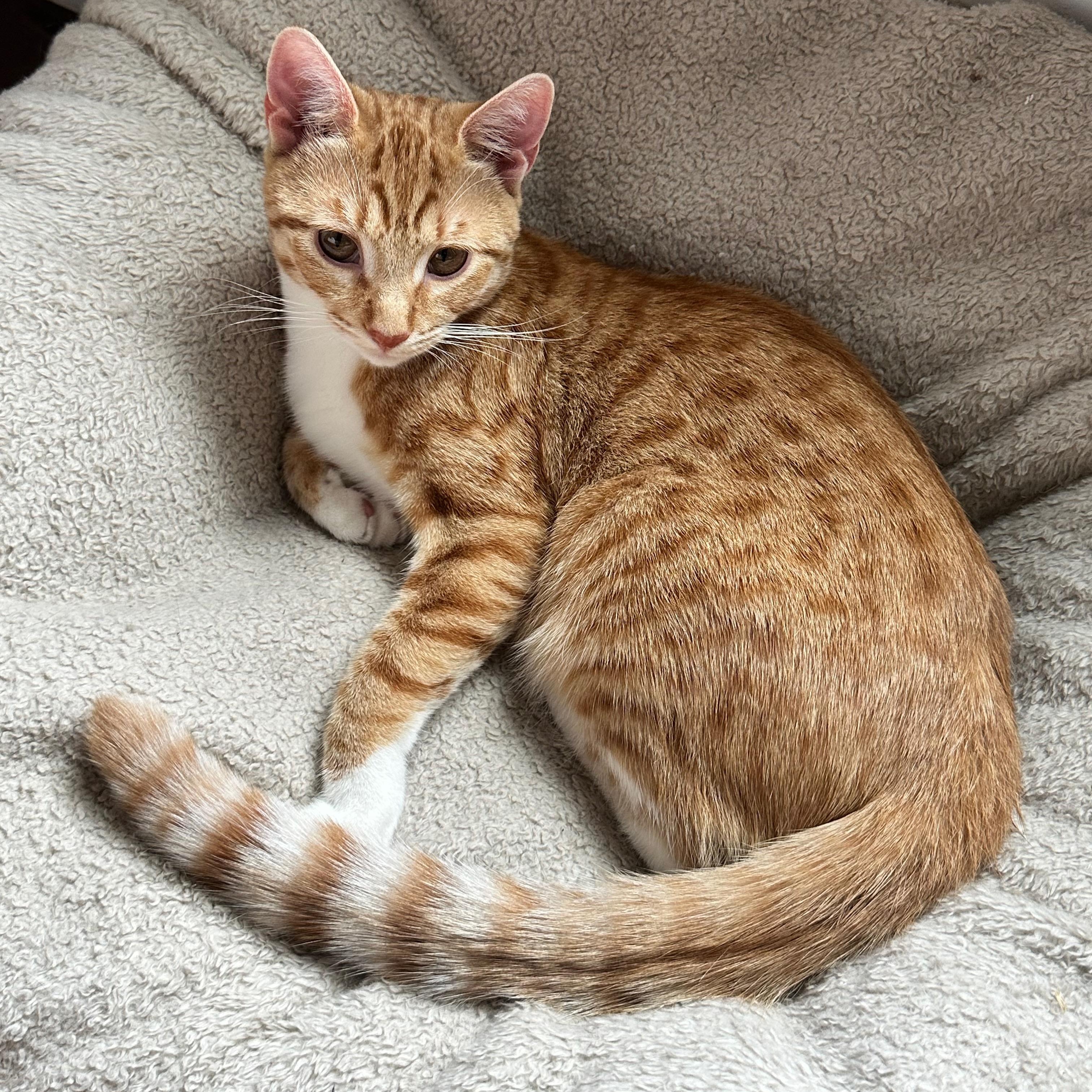 Enlarge Kevin (Downpour), an adopted Domestic Short Hair in Ridgewood, NY image 2/5