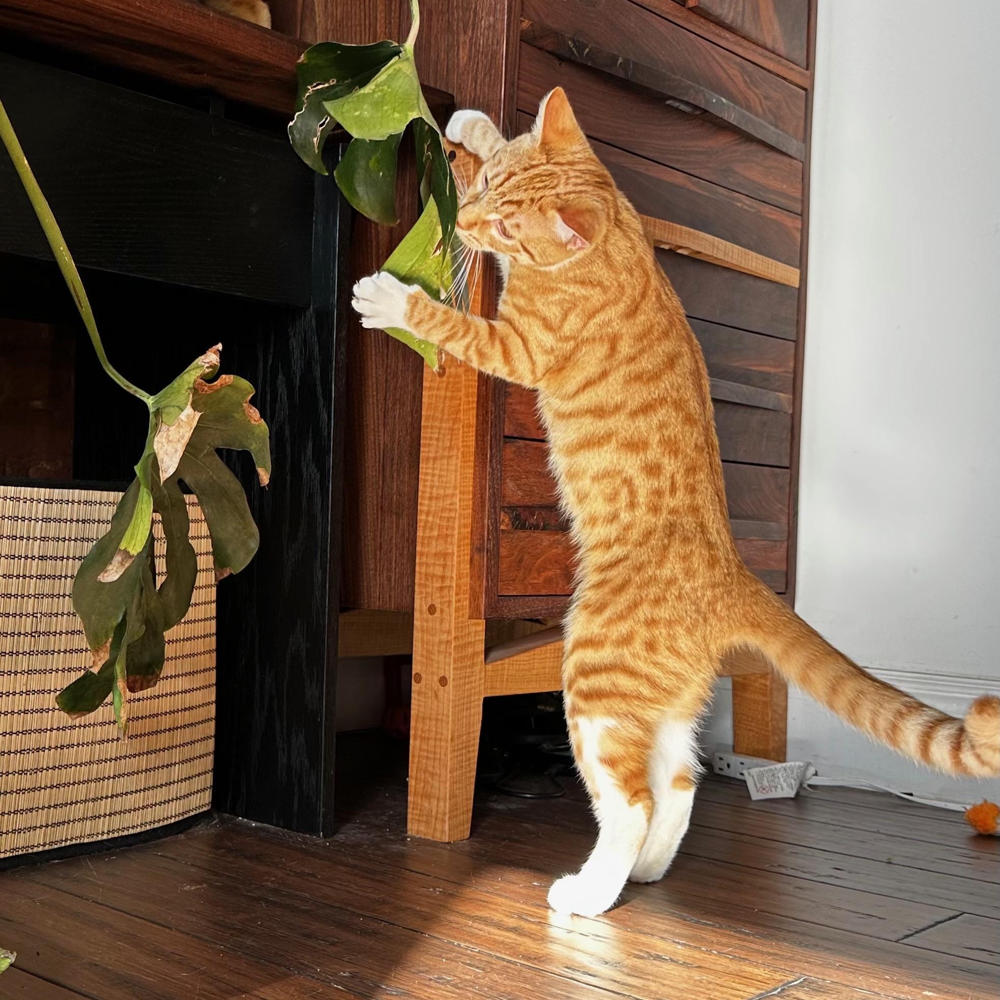 Enlarge Kevin (Downpour), an adopted Domestic Short Hair in Ridgewood, NY image 3/5