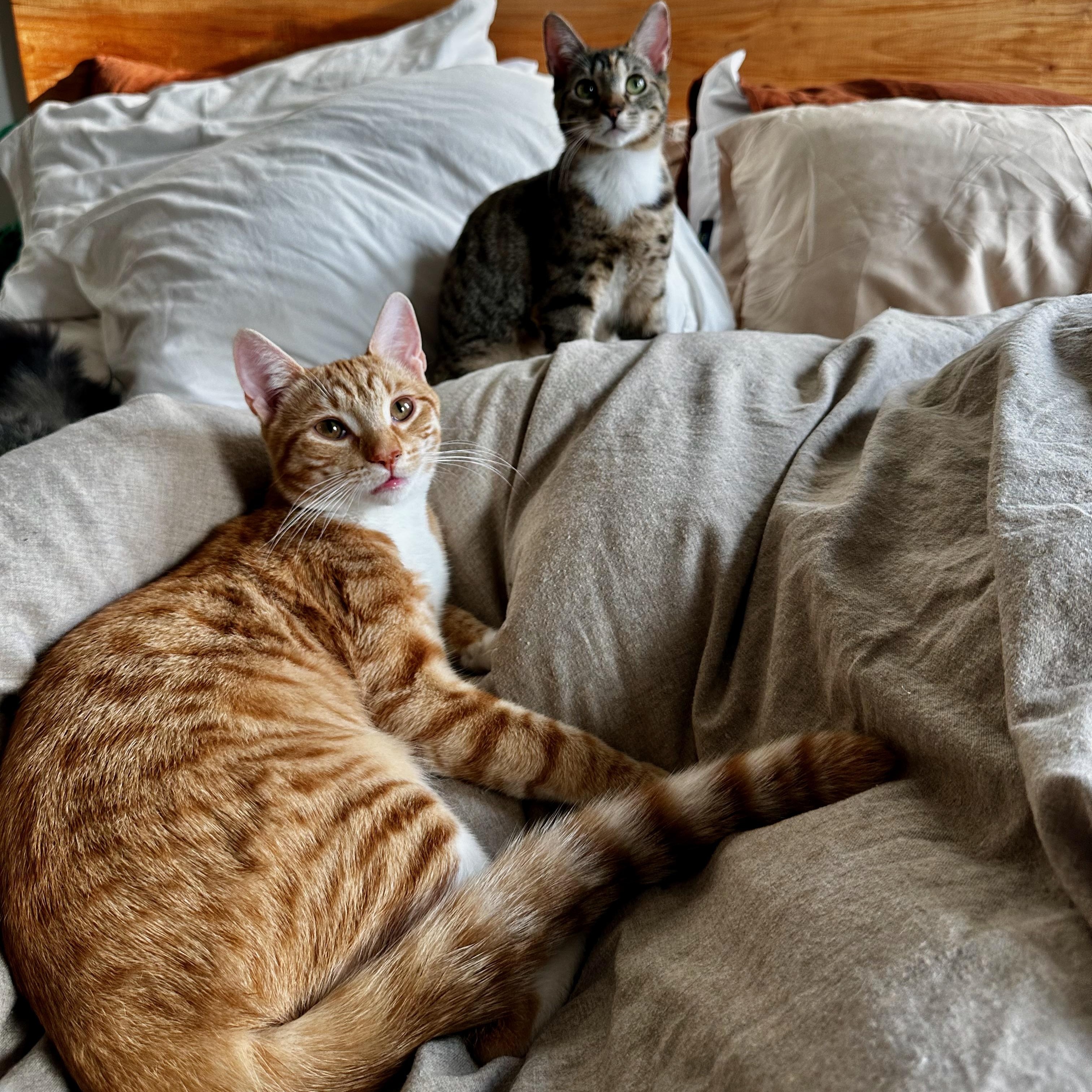 Enlarge Kevin (Downpour), an adopted Domestic Short Hair in Ridgewood, NY image 4/5