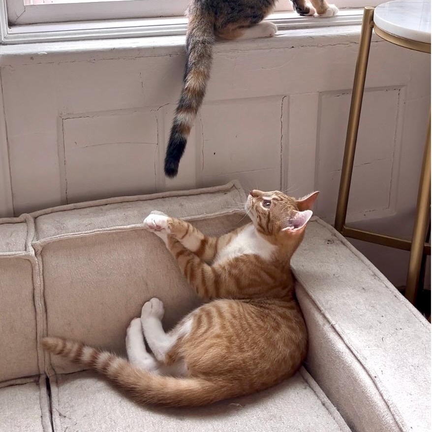 Enlarge Kevin (Downpour), an adopted Domestic Short Hair in Ridgewood, NY image 5/5