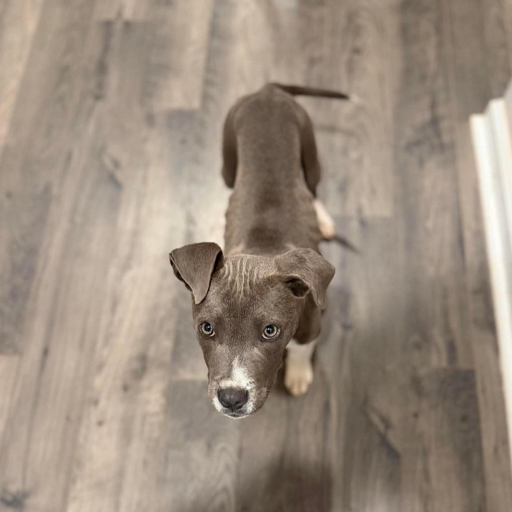 Turbo, Adoptable, Puppy Male American Staffordshire Terrier.