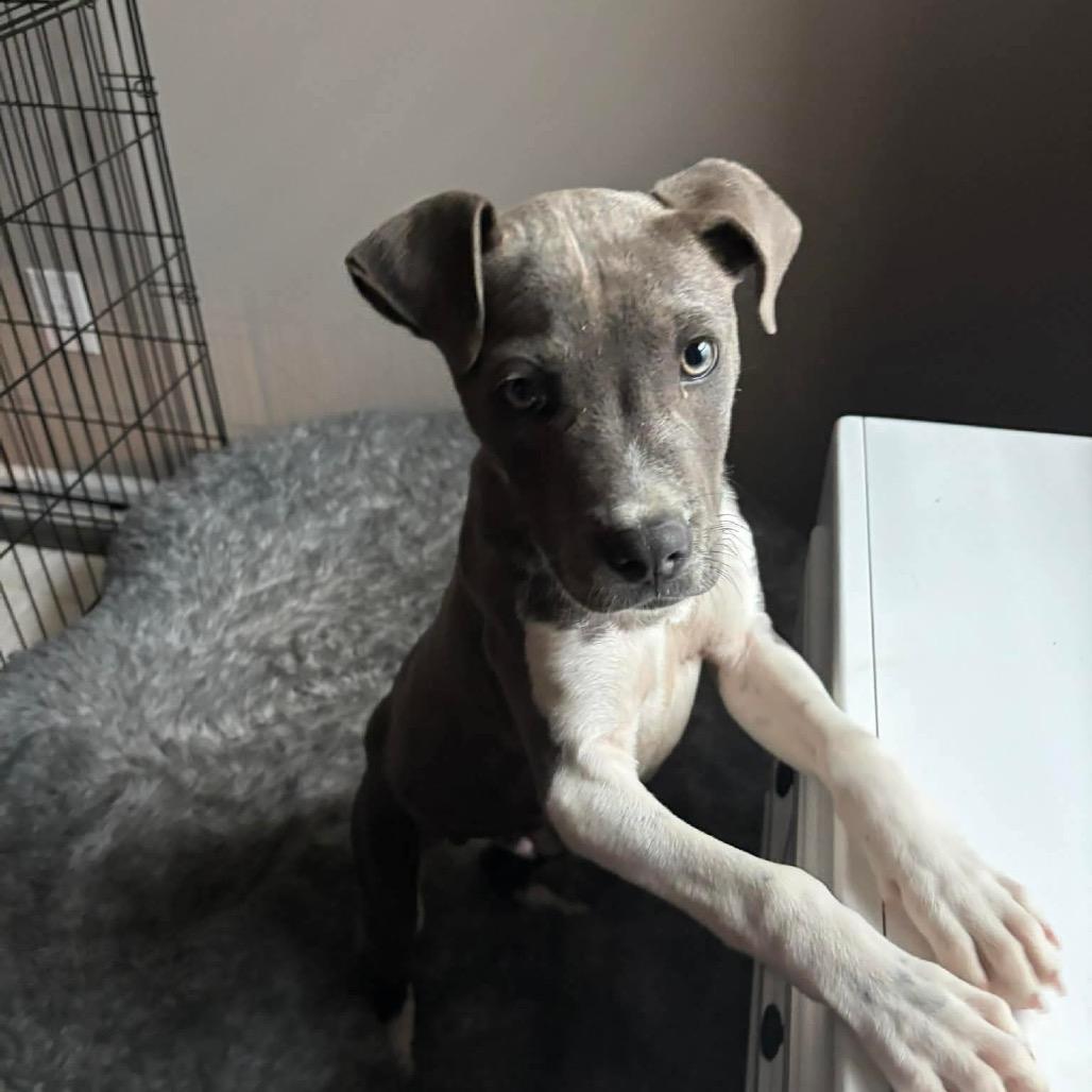 Turbo, a Adoptable American Staffordshire Terrier in Huntsville, AL image 3/5