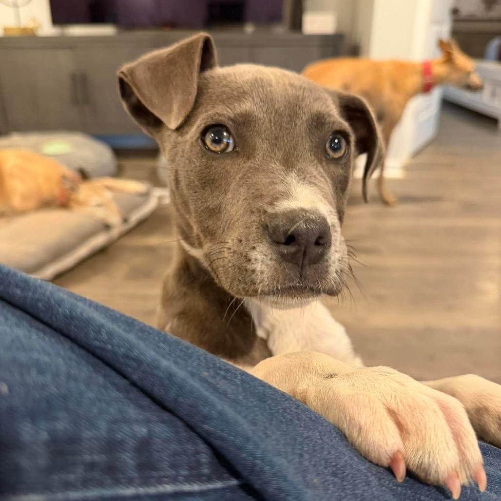 Turbo, a Adoptable American Staffordshire Terrier in Huntsville, AL image 5/5