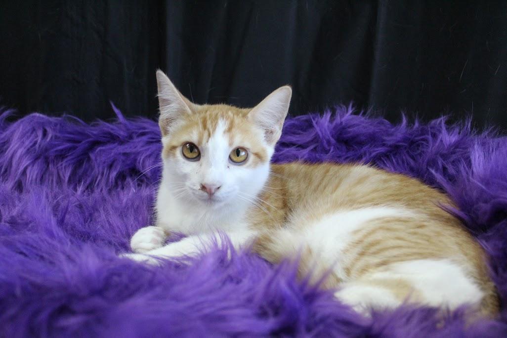 Simba, a Adoptable American Shorthair in Yuma, AZ image 1/2