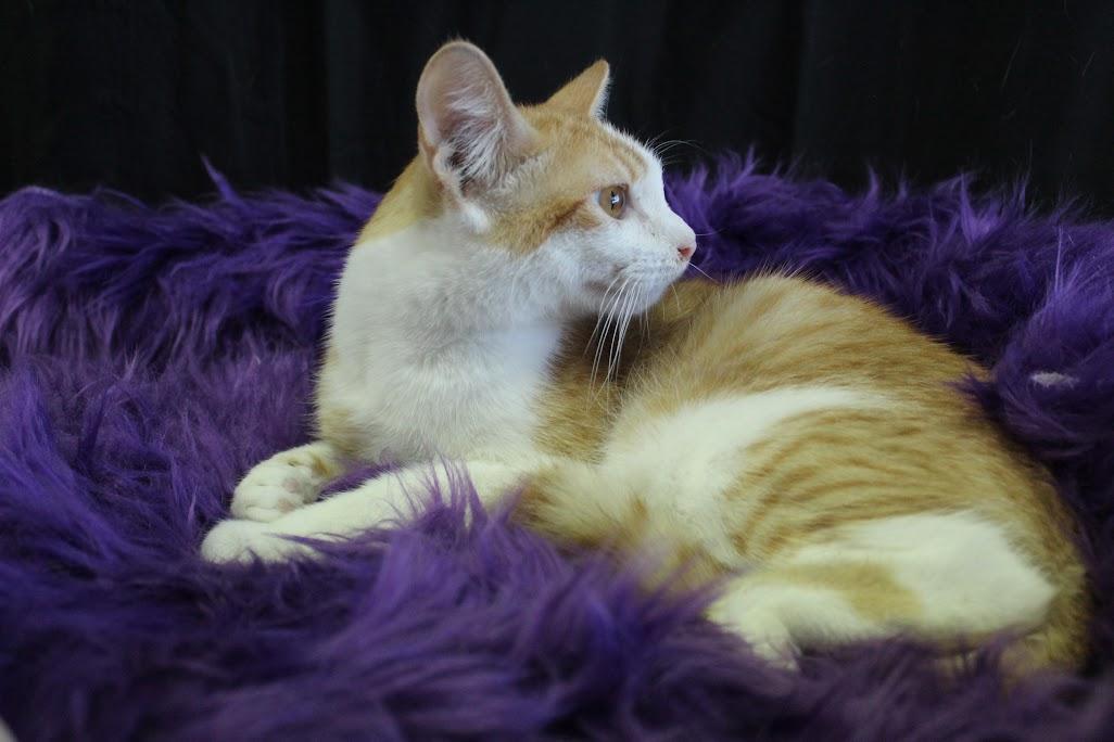 Simba, Adoptable, Adult Male American Shorthair.