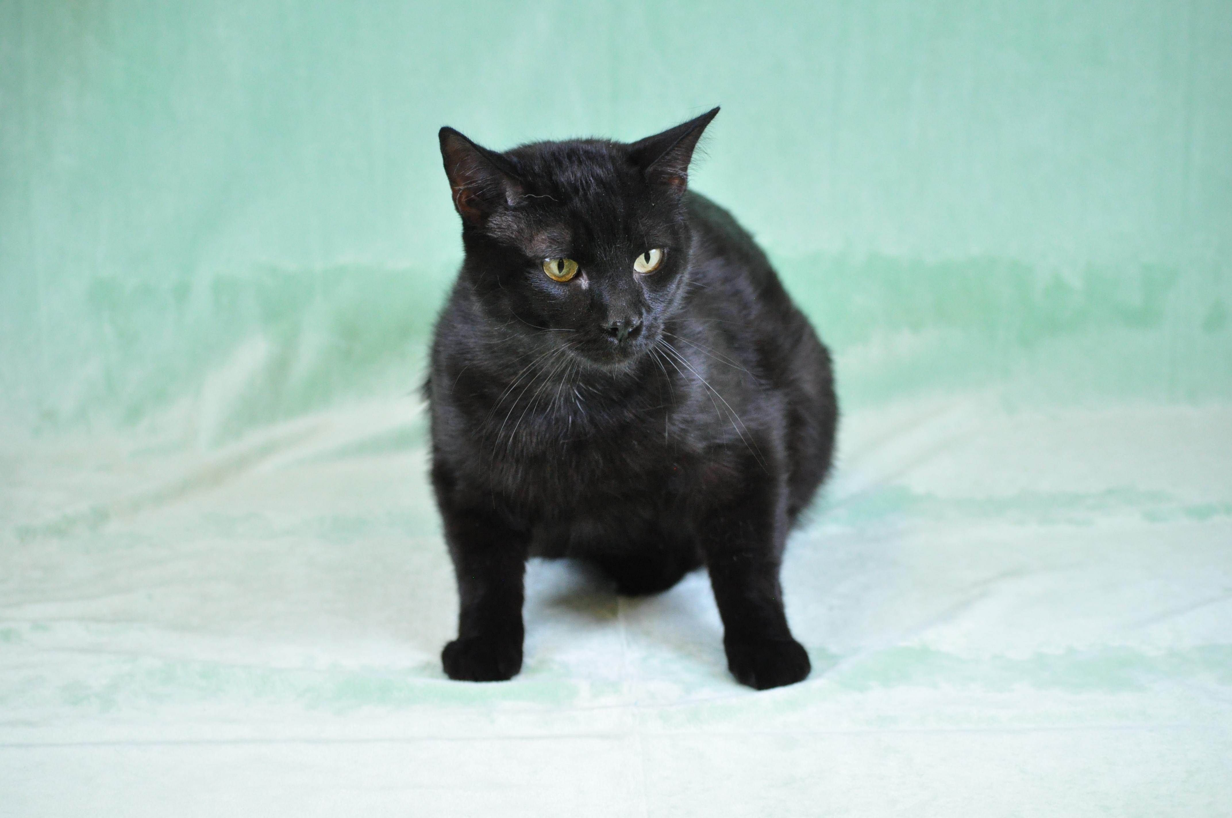 Enlarge Big Buddy (BB), a ADOPTABLE Domestic Short Hair in Union Gap, WA image 3/4
