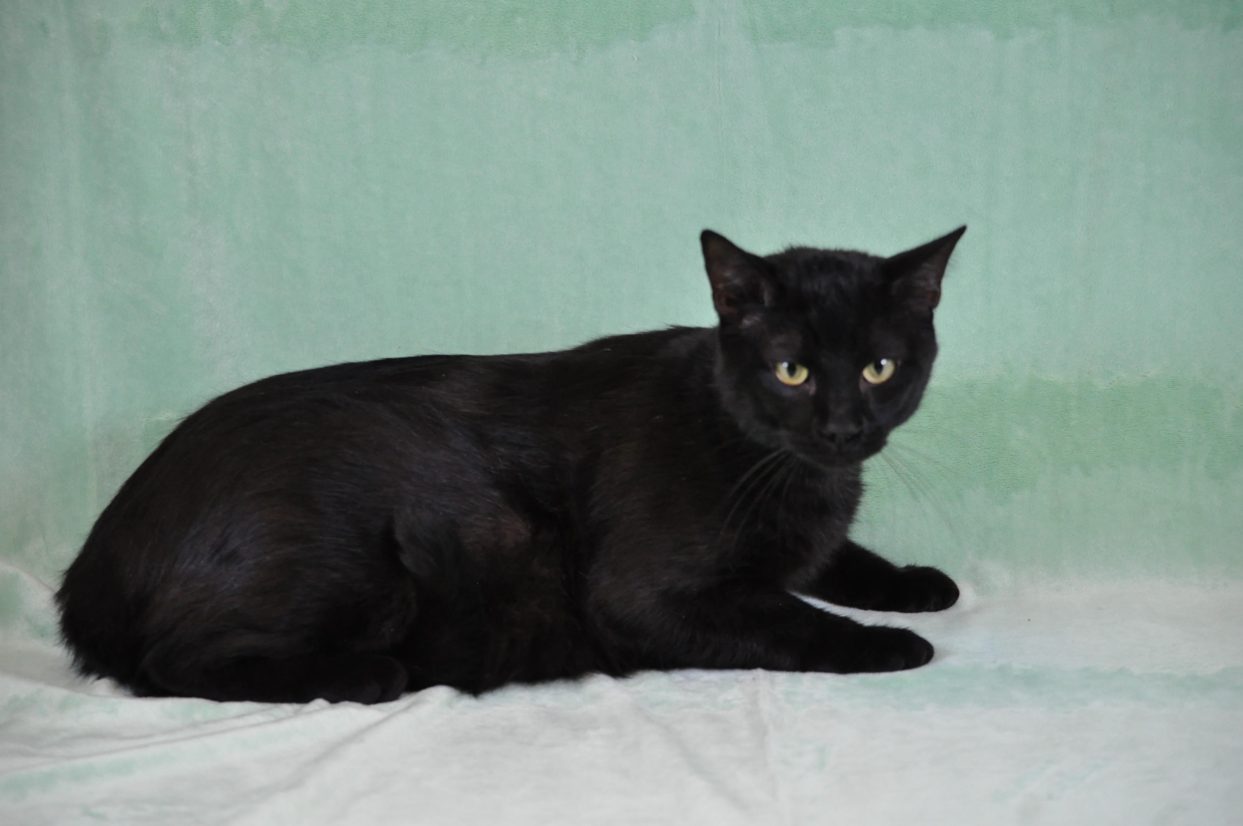 Big Buddy (BB), ADOPTABLE, Adult Male Domestic Short Hair.