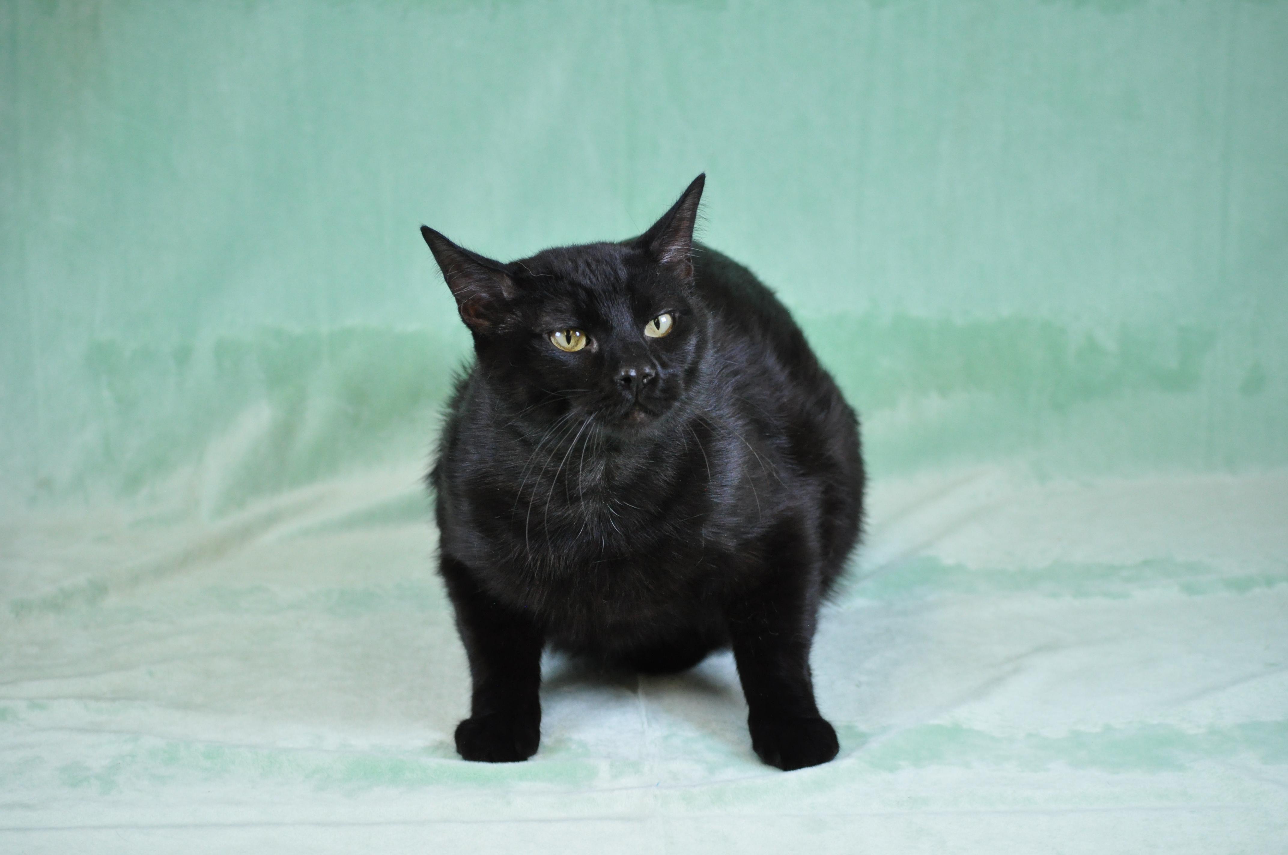 Big Buddy (BB), a ADOPTABLE Domestic Short Hair in Union Gap, WA image 4/4