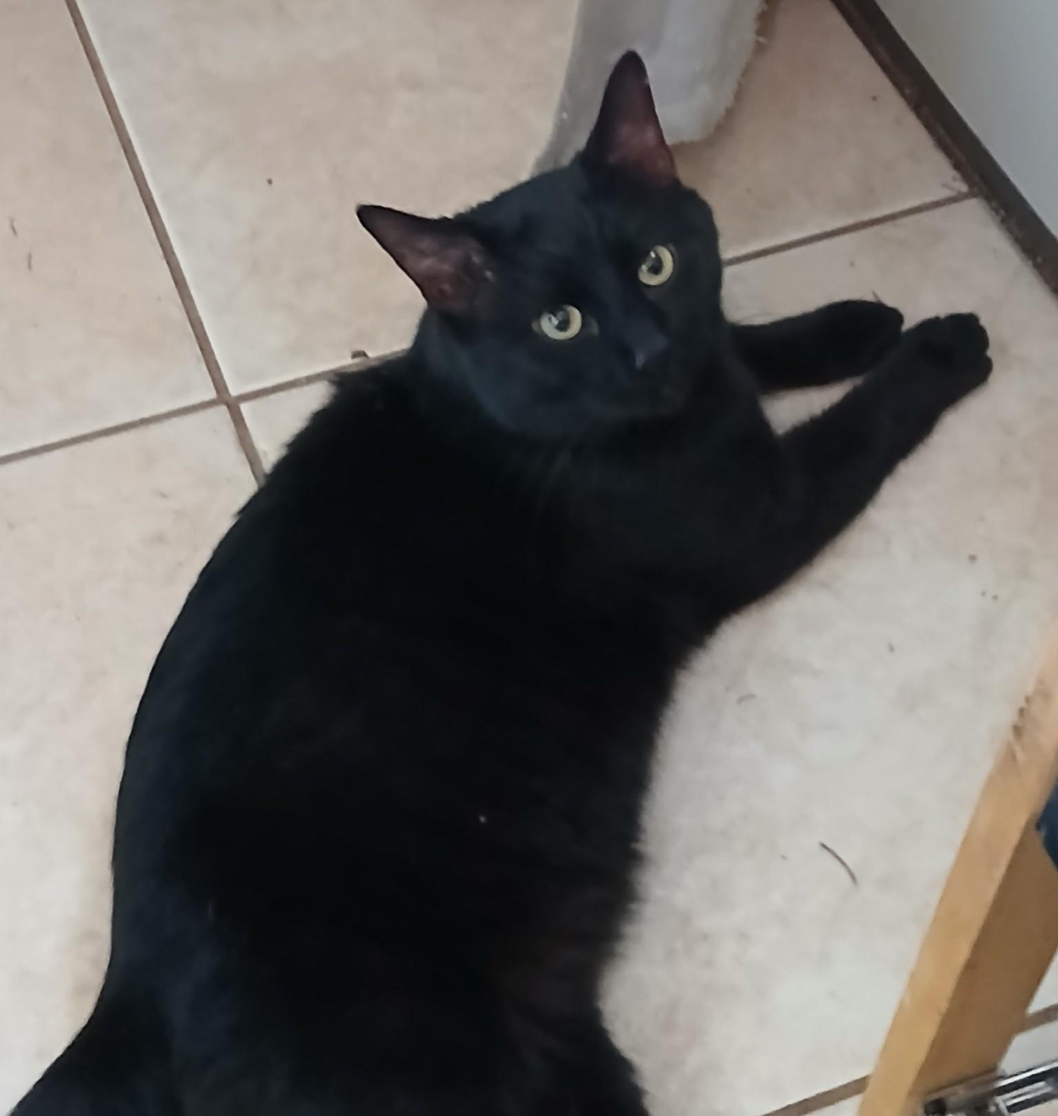 Enlarge Big Buddy (BB), a ADOPTABLE Domestic Short Hair in Union Gap, WA image 1/1