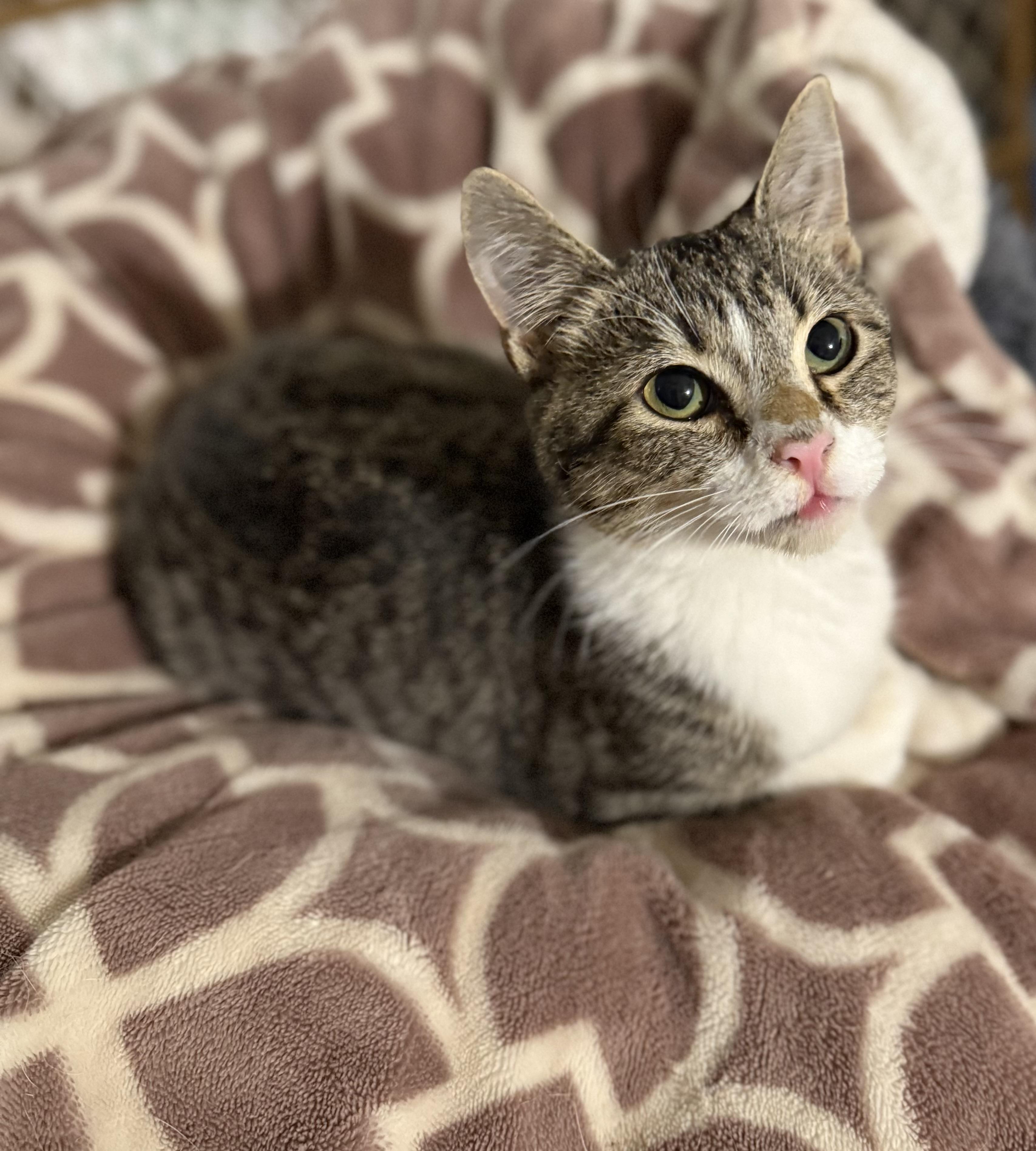 Enlarge Leonardo , a ADOPTABLE Domestic Medium Hair in Asher, OK image 4/4