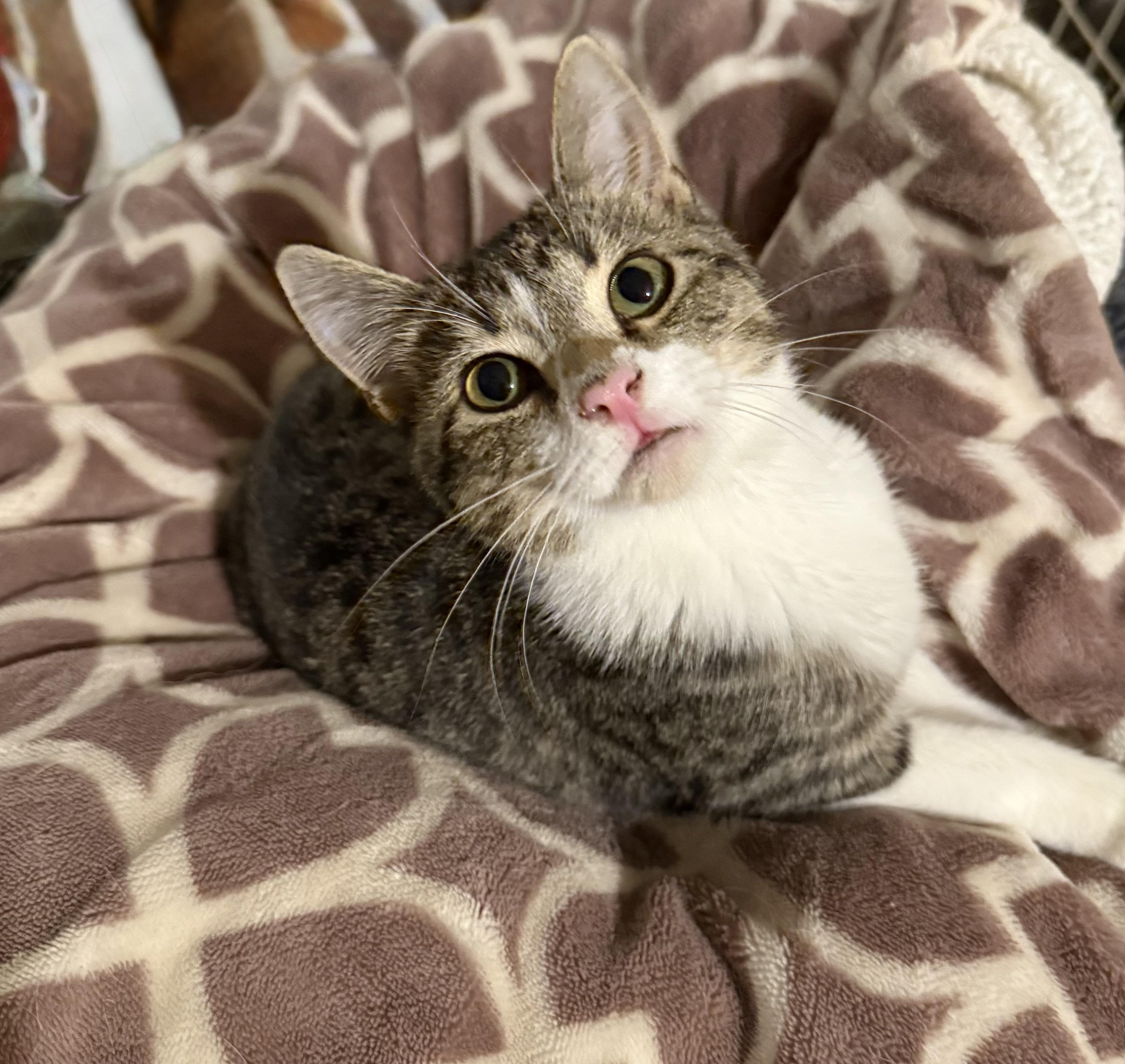 Enlarge Leonardo , a ADOPTABLE Domestic Medium Hair in Asher, OK image 3/4