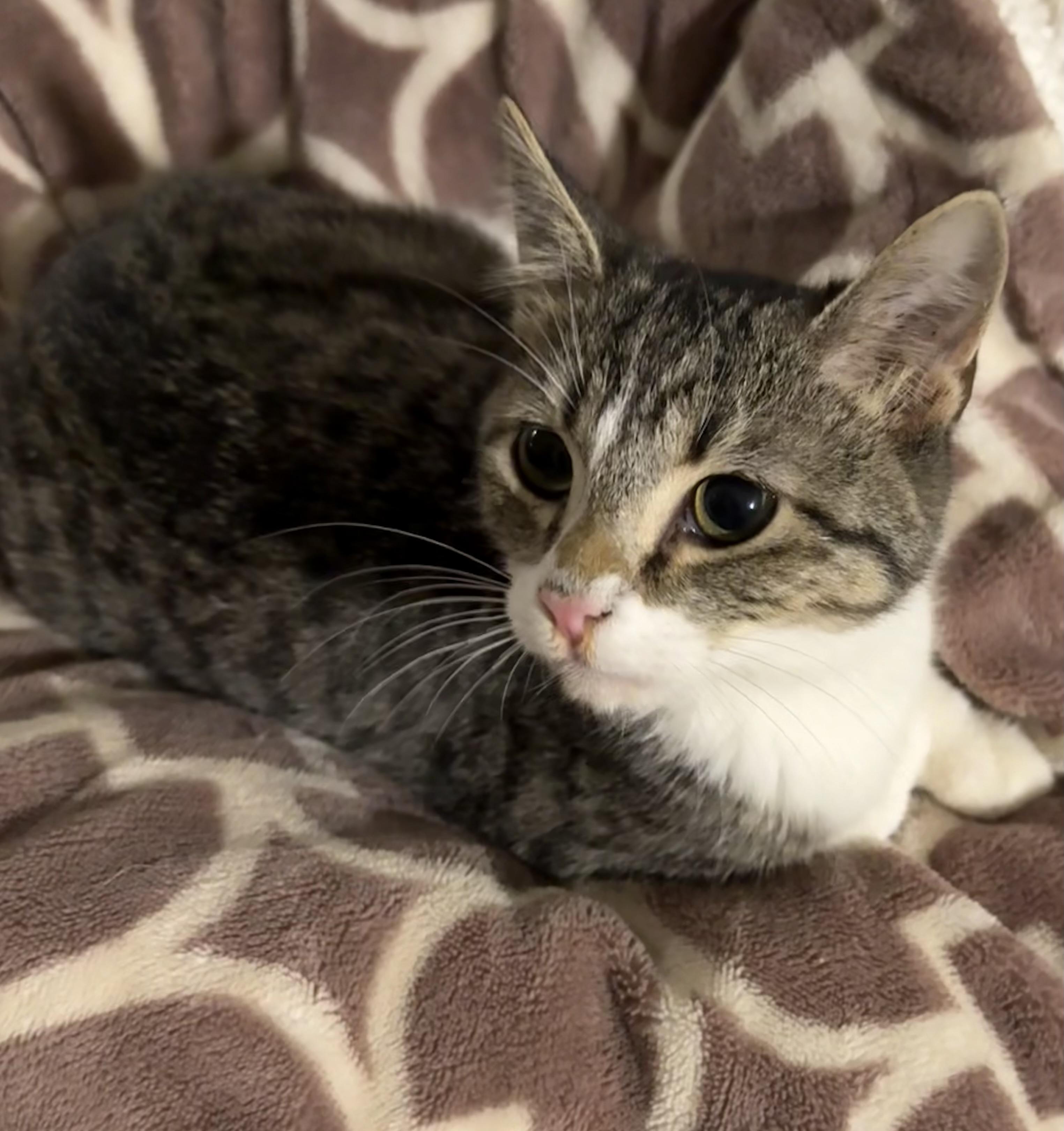 Enlarge Leonardo , a ADOPTABLE Domestic Medium Hair in Asher, OK image 2/4