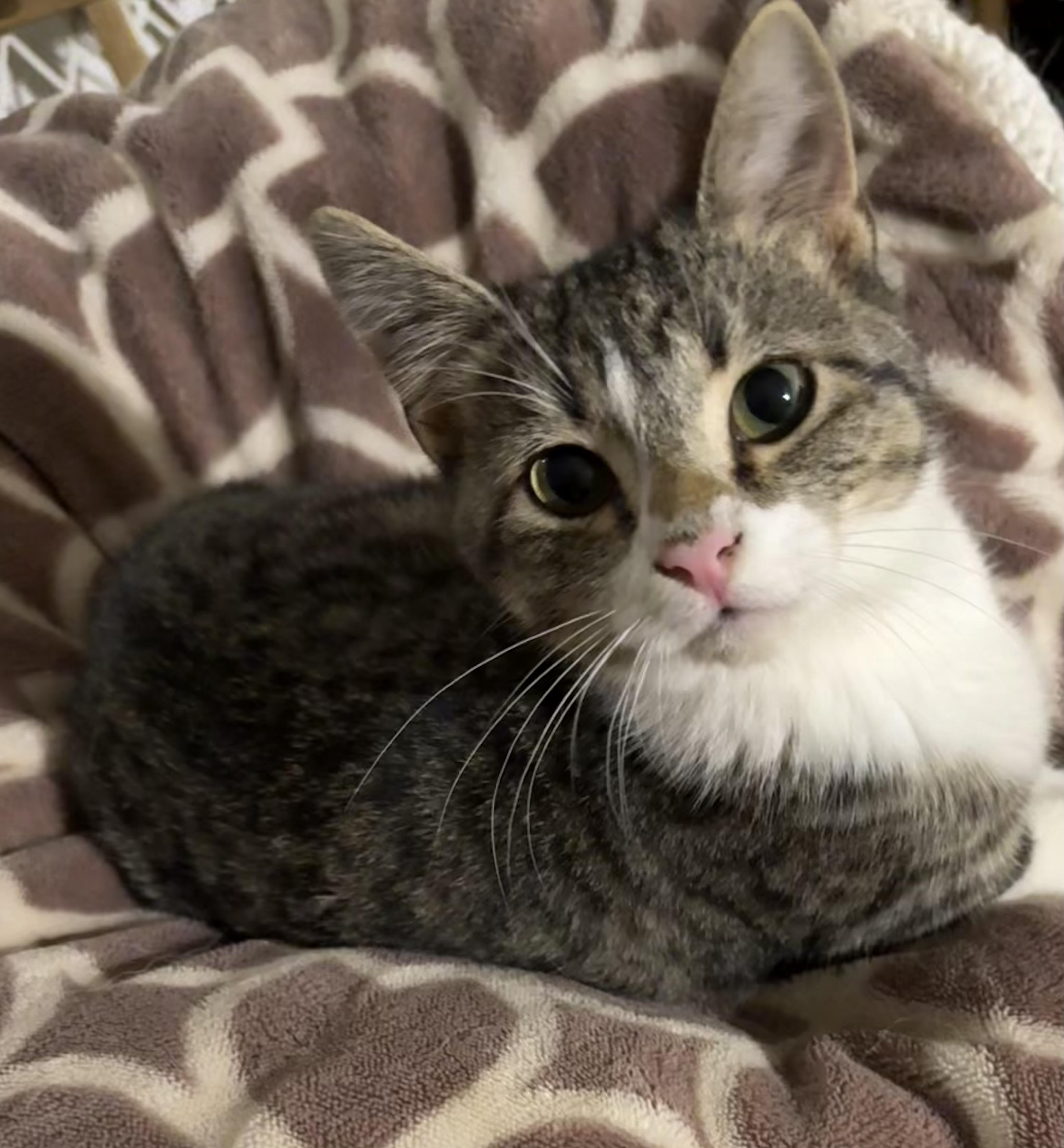 Enlarge Leonardo , a ADOPTABLE Domestic Medium Hair in Asher, OK image 1/4