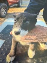 Enlarge Evie, an adopted mixed breed in Madras, OR image 2/2