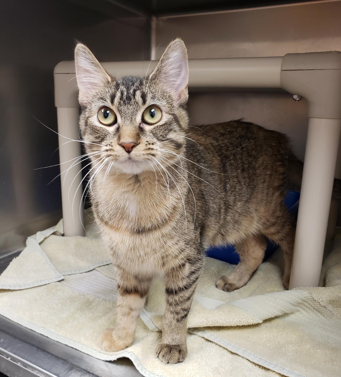 Sapphire, a Adoptable Tabby in Geneseo, IL image 1/8