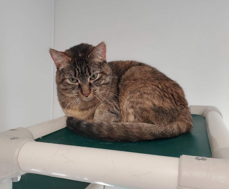 Sapphire, a Adoptable Tabby in Geneseo, IL image 2/8