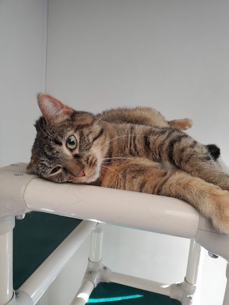 Sapphire, a Adoptable Tabby in Geneseo, IL image 3/8