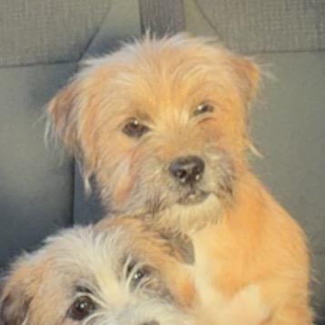 Enlarge Fudge, an adopted mixed breed in Sulphur, KY image 3/3