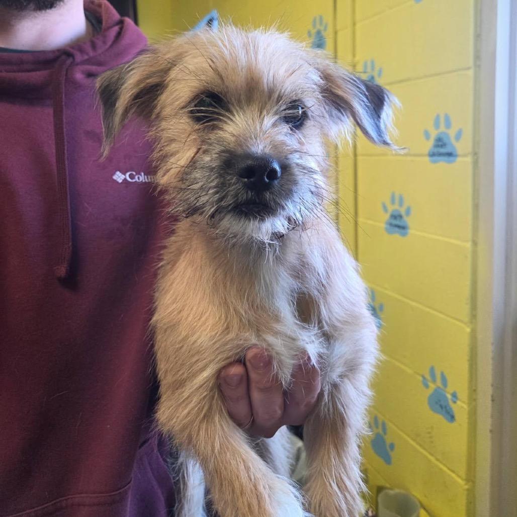 Enlarge Fudge, an adopted mixed breed in Sulphur, KY image 2/3