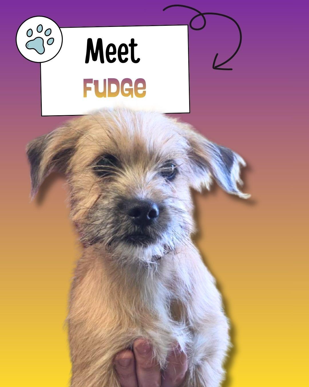 Enlarge Fudge, an adopted mixed breed in Sulphur, KY image 1/3