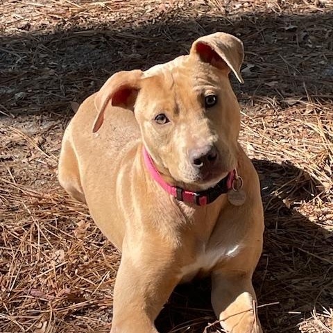 Stephie, a Adoptable mixed breed in Irmo, SC image 1/3